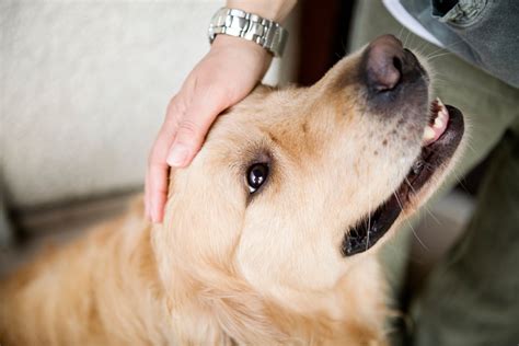 Sex mit Tieren: Geschlechtsverkehr mit Hund, Pferd & Co.